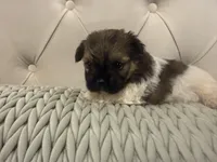 Olive , a female Shorkie for sale in Boaz, AL – 1 of 7