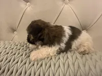 Olive , a female Shorkie for sale in Boaz, AL – 5 of 7