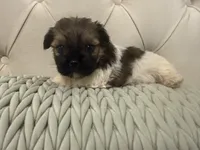 Olive , a female Shorkie for sale in Boaz, AL – 3 of 7