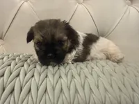 Olive , a female Shorkie for sale in Boaz, AL – 4 of 7