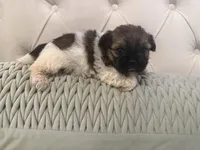 Olive , a female Shorkie for sale in Boaz, AL – 6 of 7