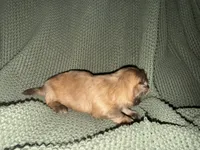 Reign , a female Shih Tzu for sale in Boaz, AL – 6 of 9