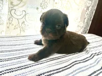 Jacaerys , a male Shih Tzu for sale in Boaz, AL – 3 of 10