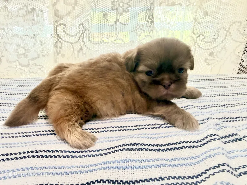 Viserys  – Shih Tzu puppy for sale in Boaz, AL