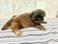 Viserys , a male Shih Tzu for sale in Boaz, AL – 1 of 8