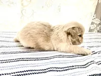 Daemond , a male Shih Tzu for sale in Boaz, AL – 3 of 5
