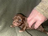 Ramsey , a male Shih Tzu for sale in Boaz, AL – 8 of 10