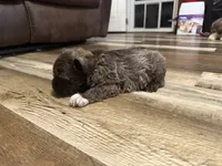 Aphrodite , a female Miniature Schnauzer for sale in Boaz, AL – 6 of 10
