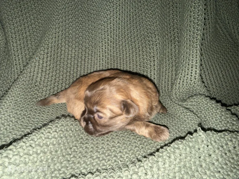 Reign  – Shih Tzu puppy for sale in Boaz, AL