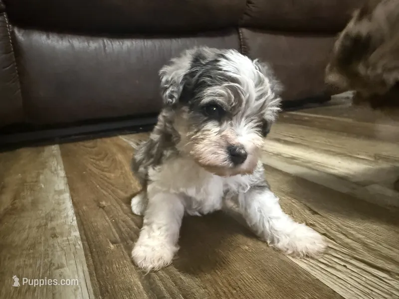 Blue Merle – Miniature Schnauzer puppy for sale in Boaz, AL