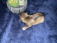 Aphrodite , a female Miniature Schnauzer for sale in Boaz, AL – 4 of 7