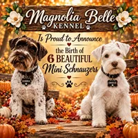 Marilyn , a female Miniature Schnauzer for sale in Boaz, AL – 8 of 8
