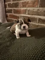 Louie, a male Shih Tzu for sale in Boaz, AL – Photo 2 of 5