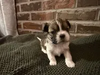 Louie, a male Shih Tzu for sale in Boaz, AL – Photo 1 of 5