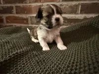 Louie, a male Shih Tzu for sale in Boaz, AL – Photo 5 of 5