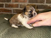 Louie, a male Shih Tzu for sale in Boaz, AL – Photo 3 of 5