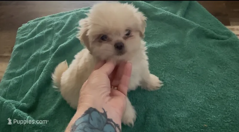 Daemond  – Shih Tzu puppy for sale in Boaz, AL