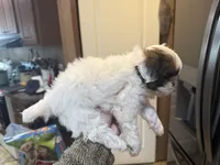 Minnie , a female Shih Tzu for sale in Boaz, AL – 3 of 5
