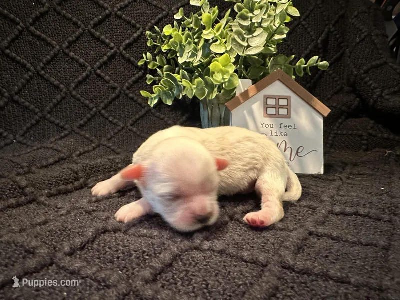 Elsa, a female Shih Tzu for sale in Boaz, AL – Photo 1 of 4