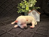 Elsa, a female Shih Tzu for sale in Boaz, AL – Photo 1 of 4