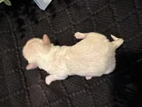 Elsa, a female Shih Tzu for sale in Boaz, AL – Photo 4 of 4