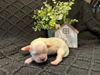 Elsa, a female Shih Tzu for sale in Boaz, AL – Photo 3 of 4