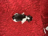 Audrey , a female Miniature Schnauzer for sale in Boaz, AL – 4 of 8