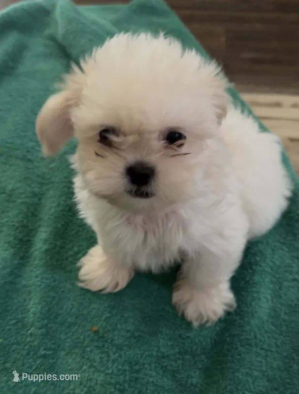 Aemond  – Shih Tzu puppy for sale in Boaz, AL