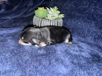 Apollo , a male Miniature Schnauzer for sale in Boaz, AL – 6 of 8