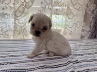 Aemond , a male Shih Tzu for sale in Boaz, AL – 5 of 6