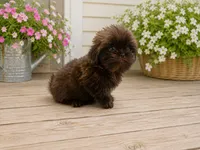 Luke, a male Shih Tzu for sale in Boaz, AL – 1 of 2