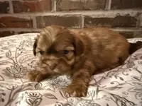 processed/ed991489-3ed3-41df-833d-98b66e951fcb/listing/b14d4449-1569-4b23-a275-f9695711042c/082e9f2f-0129-4d82-accd-9bf6166f1f32