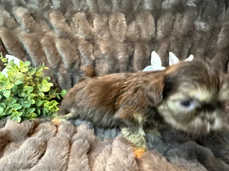 Hershey, a male Shih Tzu for sale in Boaz, AL – Photo 1 of 9