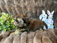 Hershey, a male Shih Tzu for sale in Boaz, AL – Photo 7 of 9