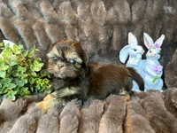 Hershey, a male Shih Tzu for sale in Boaz, AL – Photo 2 of 9