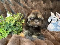 Hershey, a male Shih Tzu for sale in Boaz, AL – Photo 5 of 9