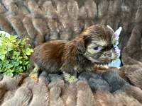 Hershey, a male Shih Tzu for sale in Boaz, AL – Photo 6 of 9