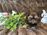 Hershey, a male Shih Tzu for sale in Boaz, AL – Photo 8 of 9