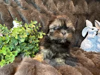 Hershey, a male Shih Tzu for sale in Boaz, AL – Photo 3 of 9