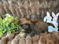 Hershey, a male Shih Tzu for sale in Boaz, AL – Photo 9 of 9