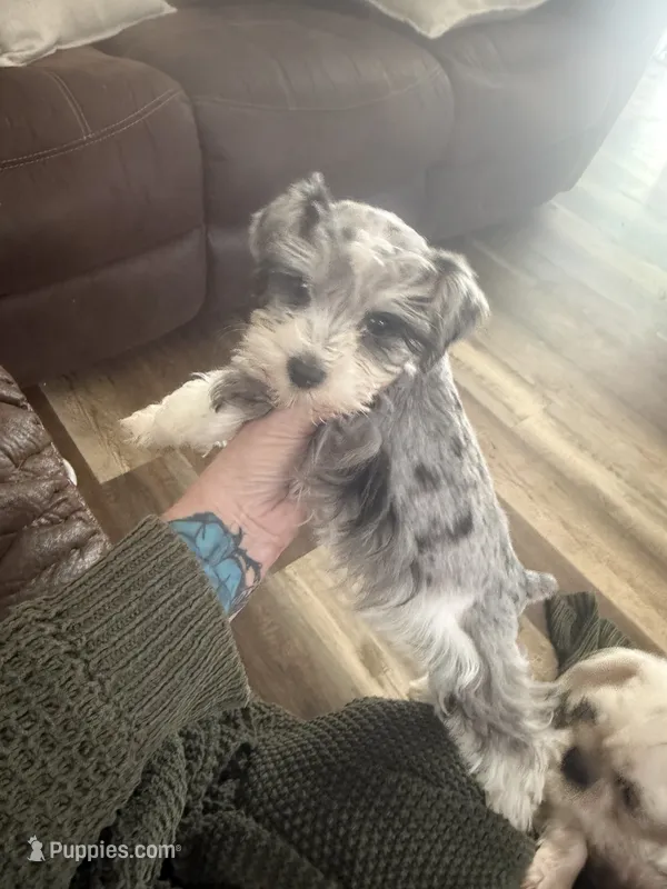 Blue Merle – Miniature Schnauzer puppy for sale in Boaz, AL