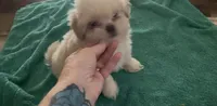 Daemond , a male Shih Tzu for sale in Boaz, AL – 2 of 3