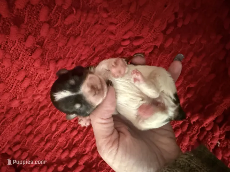 Audrey  – Miniature Schnauzer puppy for sale in Boaz, AL