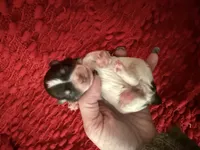 Audrey , a female Miniature Schnauzer for sale in Boaz, AL – 1 of 8