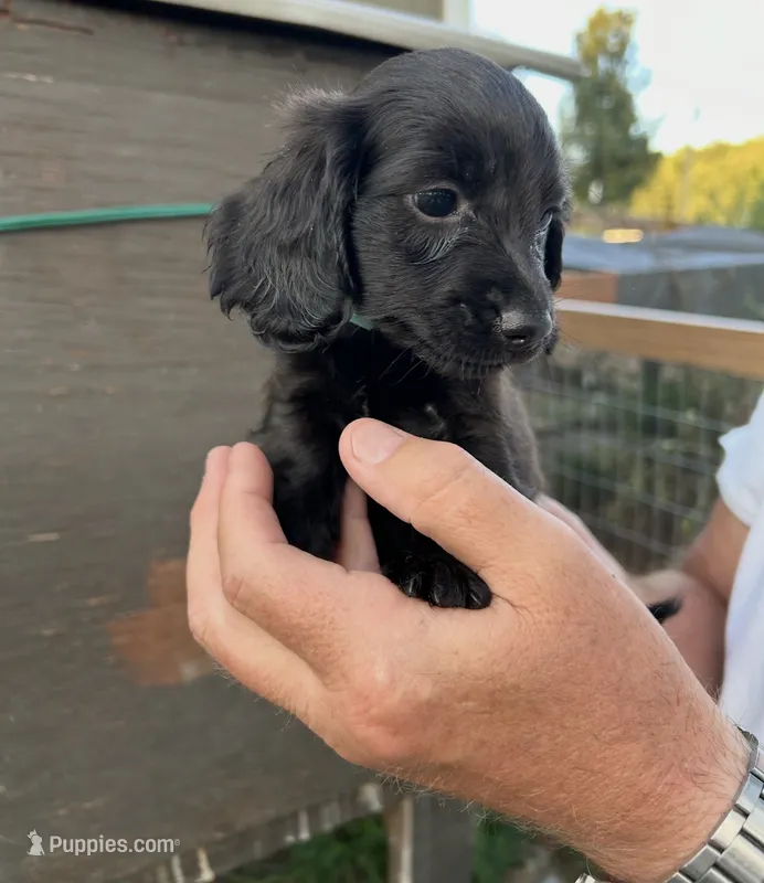 Zoro  – Miniature Dachshund puppy for sale in Boaz, AL