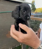 Zoro , a male Miniature Dachshund for sale in Boaz, AL – 1 of 3