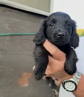 Zoro , a male Miniature Dachshund for sale in Boaz, AL – 3 of 3