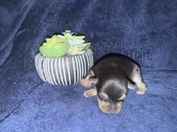 Venus , a female Miniature Schnauzer for sale in Boaz, AL – 7 of 9