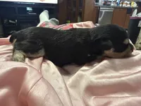 Titan , a male Miniature Schnauzer for sale in Boaz, AL – 6 of 7