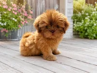 Viserys , a male Shih Tzu for sale in Boaz, AL – 2 of 2